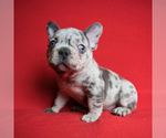 Small Photo #1 French Bulldog Puppy For Sale in DOUGLASVILLE, GA, USA