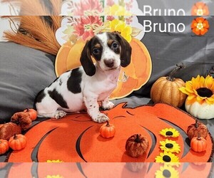 Dachshund Puppy for sale in DEBARY, FL, USA