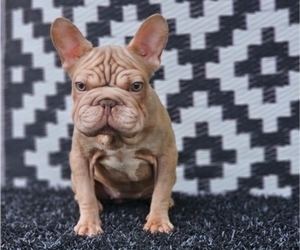 French Bulldog Puppy for sale in INDIANAPOLIS, IN, USA