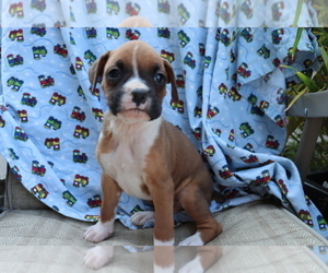 Boxer Puppy for sale in SHILOH, OH, USA