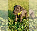 Small Photo #4 Great Dane Puppy For Sale in LEITCHFIELD, KY, USA