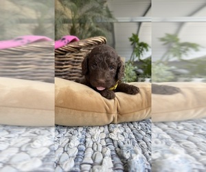 Labradoodle Puppy for Sale in FRESNO, California USA