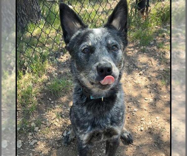 Medium Photo #1 Mutt Puppy For Sale in San Antonio, TX, USA