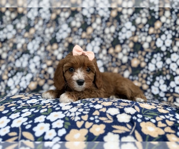 Medium Photo #5 Cavapoo (Miniature) Puppy For Sale in LAKELAND, FL, USA