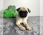 Small #3 Pug