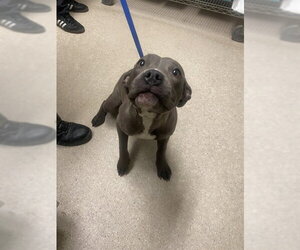Mutt Dogs for adoption in Bakersfield, CA, USA