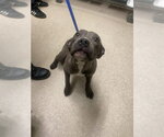 Small Mutt