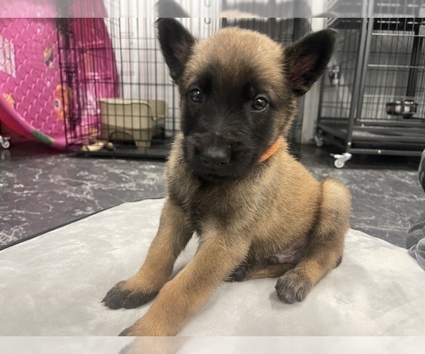 Medium Photo #42 Belgian Malinois Puppy For Sale in REESEVILLE, WI, USA