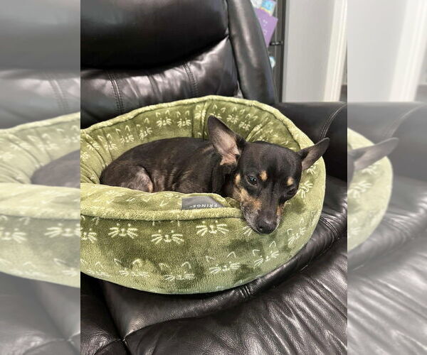 Medium Photo #2 Chiweenie Puppy For Sale in Candler, NC, USA