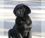 Puppy English boy Labrador Retriever