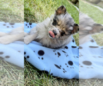 Small Photo #2 Maltipom Puppy For Sale in HAMPTON, VA, USA