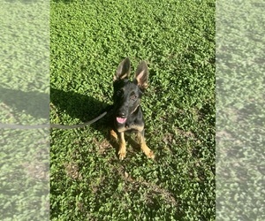 German Shepherd Dog Puppy for sale in AUSTIN, TX, USA