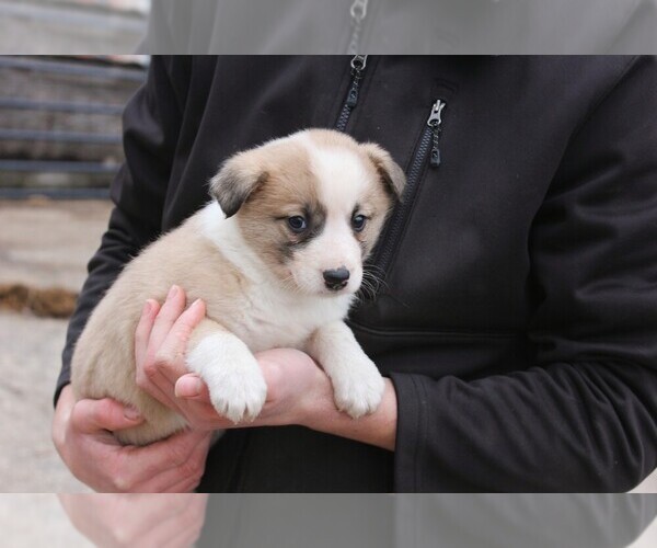 Medium Photo #4 Shollie Puppy For Sale in PENNVILLE, IN, USA