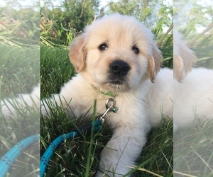 Golden Retriever Puppy for sale in PIERCETON, IN, USA