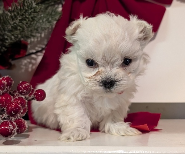 Medium Photo #4 Maltese Puppy For Sale in GOSHEN, IN, USA