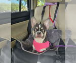 Small #1 French Bulldog