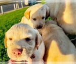 Small #25 Golden Labrador