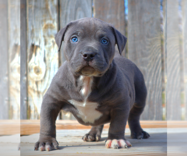 Medium Photo #3 American Bully Puppy For Sale in LOS ANGELES, CA, USA
