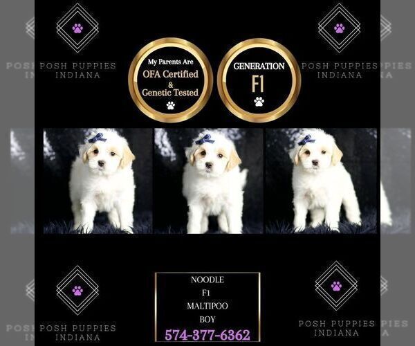 Medium Photo #8 Maltipoo Puppy For Sale in WARSAW, IN, USA