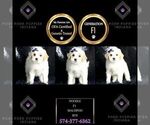 Small #7 Maltipoo