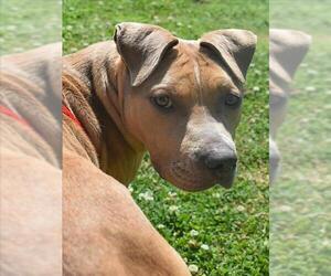 Mutt Dogs for adoption in Tulsa, OK, USA