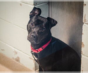 Mutt Dogs for adoption in Dedham, MA, USA