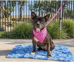 Small Photo #4 Mutt Puppy For Sale in Orange, CA, USA