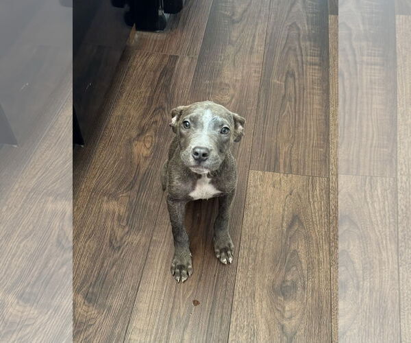 Medium Photo #4 American Pit Bull Terrier-Unknown Mix Puppy For Sale in Columbus, IN, USA