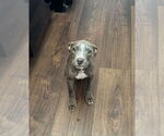 Small #3 American Pit Bull Terrier Mix