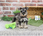 Small #4 Schnauzer (Miniature)