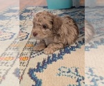 Puppy Chex Aussie-Poo