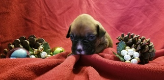 Boxer Puppy for sale in MONETT, MO, USA