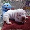 Small Photo #30 Dogo Argentino Puppy For Sale in JANE, MO, USA