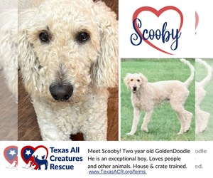 Goldendoodle Dogs for adoption in Lillian, TX, USA