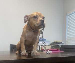 American Bully Puppy for sale in HOUSTON, TX, USA