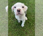 Small #2 Mutt