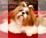 Small Photo #1 Shih Tzu Puppy For Sale in SUGAR HILL, GA, USA