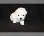 Small Photo #8 Bichon Frise Puppy For Sale in BLOOMINGTON, IN, USA