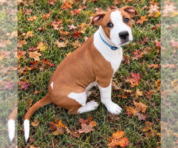 Medium Photo #1 Mutt Puppy For Sale in Claremore, OK, USA