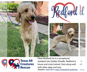 Goldendoodle Dogs for adoption in Lillian, TX, USA