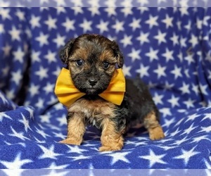 Pomeranian Puppy for sale in RED LION, PA, USA