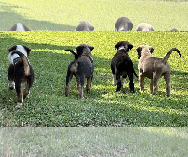 Medium Photo #6 Labrador Retriever-Unknown Mix Puppy For Sale in Garner, NC, USA