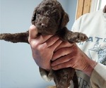 Puppy Puppy 5 curly g Labradoodle