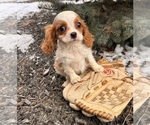 Small #2 Cavalier King Charles Spaniel