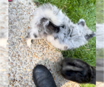 Small Photo #5 Maltipom Puppy For Sale in HAMPTON, VA, USA