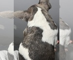 Small #3 French Bulldog