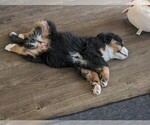 Small #4 Bernese Mountain Dog