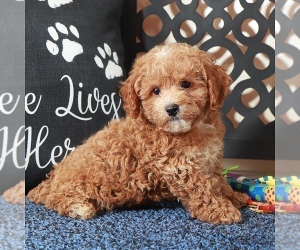 Medium Photo #1 Poochon Puppy For Sale in MOUNT VERNON, OH, USA