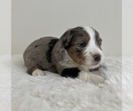 Puppy Stitch Aussiedoodle Miniature -Miniature Bernedoodle Mix