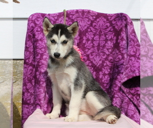 Siberian Husky Puppy for sale in KIRKWOOD, PA, USA